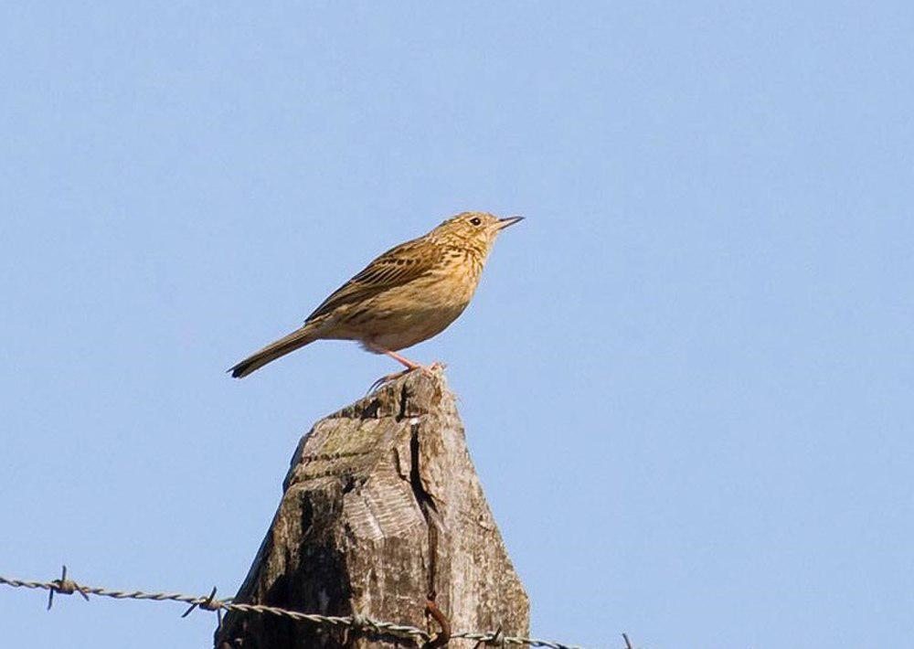 赫氏鹨 / Hellmayr\'s Pipit / Anthus hellmayri