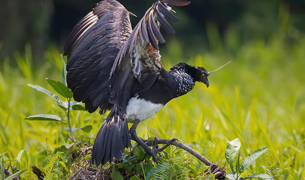 角叫鸭 / Horned Screamer / Anhima cornuta