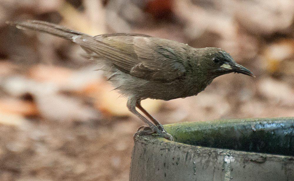 白颊纹吸蜜鸟 / White-gaped Honeyeater / Stomiopera unicolor