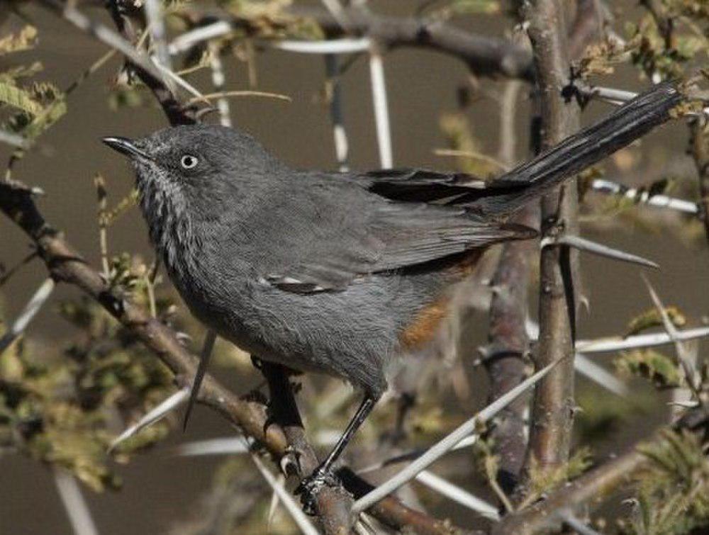 棕臀林莺 / Chestnut-vented Warbler / Curruca subcoerulea