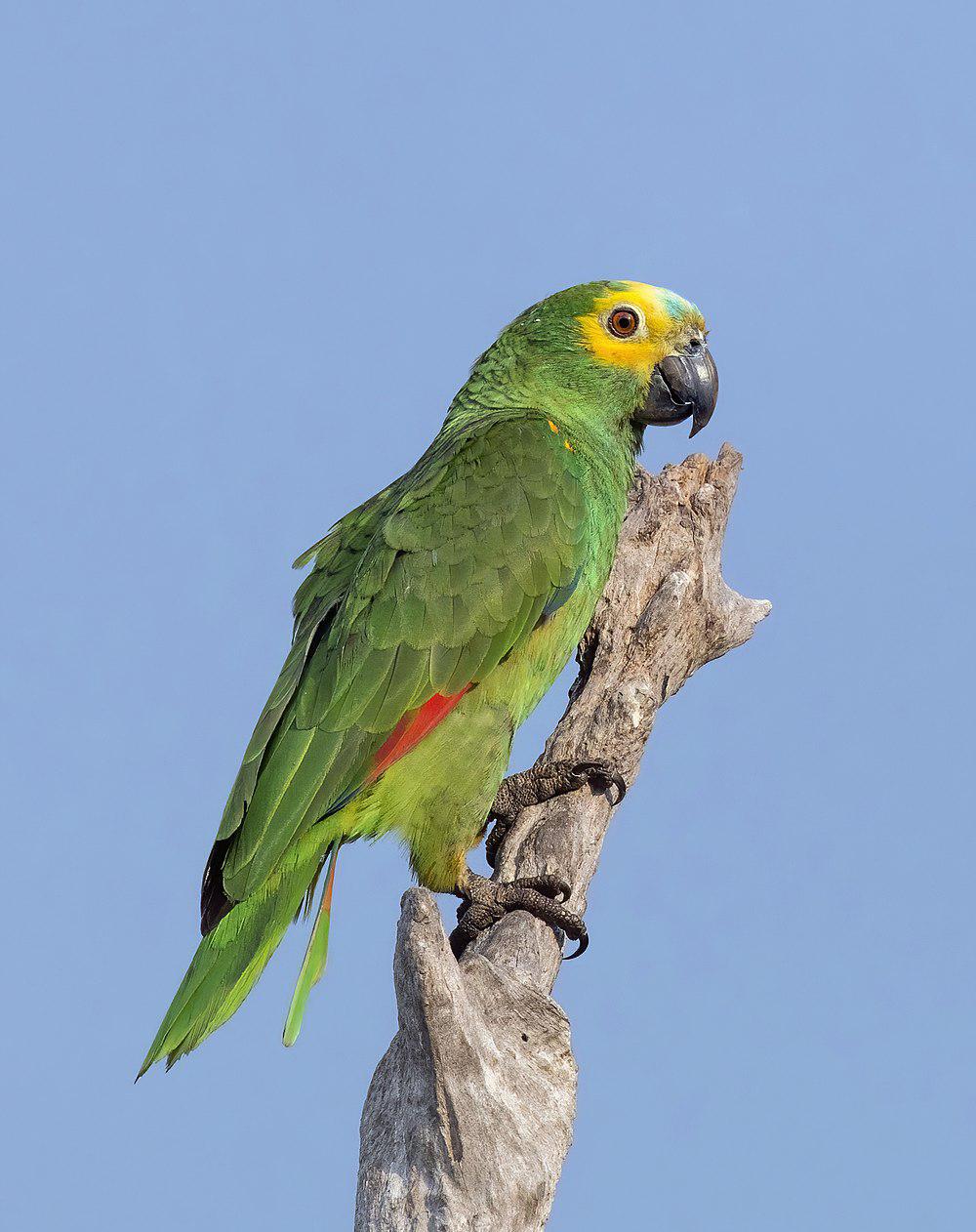 蓝顶鹦哥 / Turquoise-fronted Amazon / Amazona aestiva