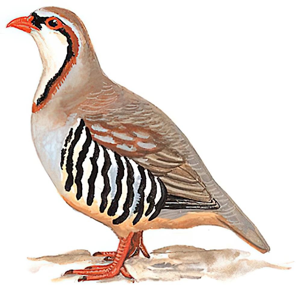 大石鸡 / Przevalski\'s Partridge / Alectoris magna