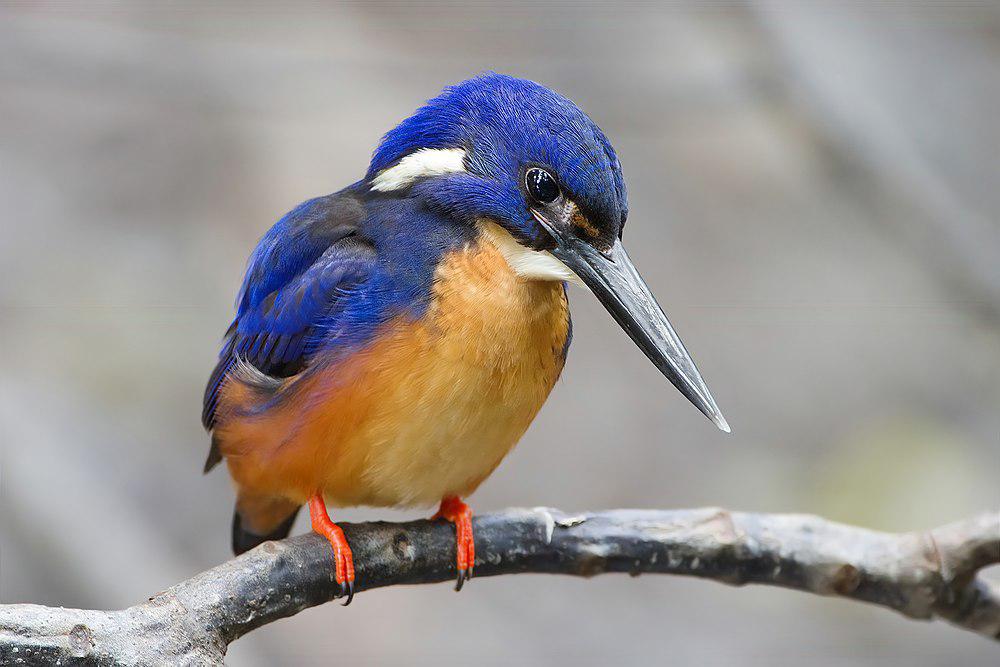 蓝翠鸟 / Azure Kingfisher / Ceyx azureus