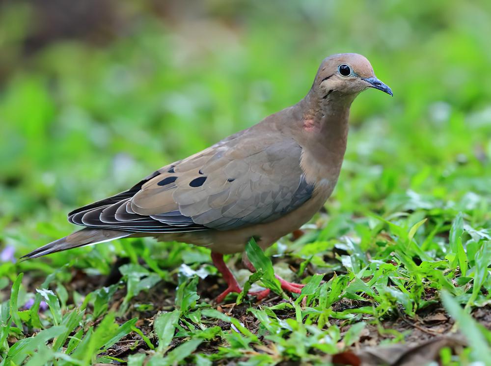 哀鸽 / Mourning Dove / Zenaida macroura