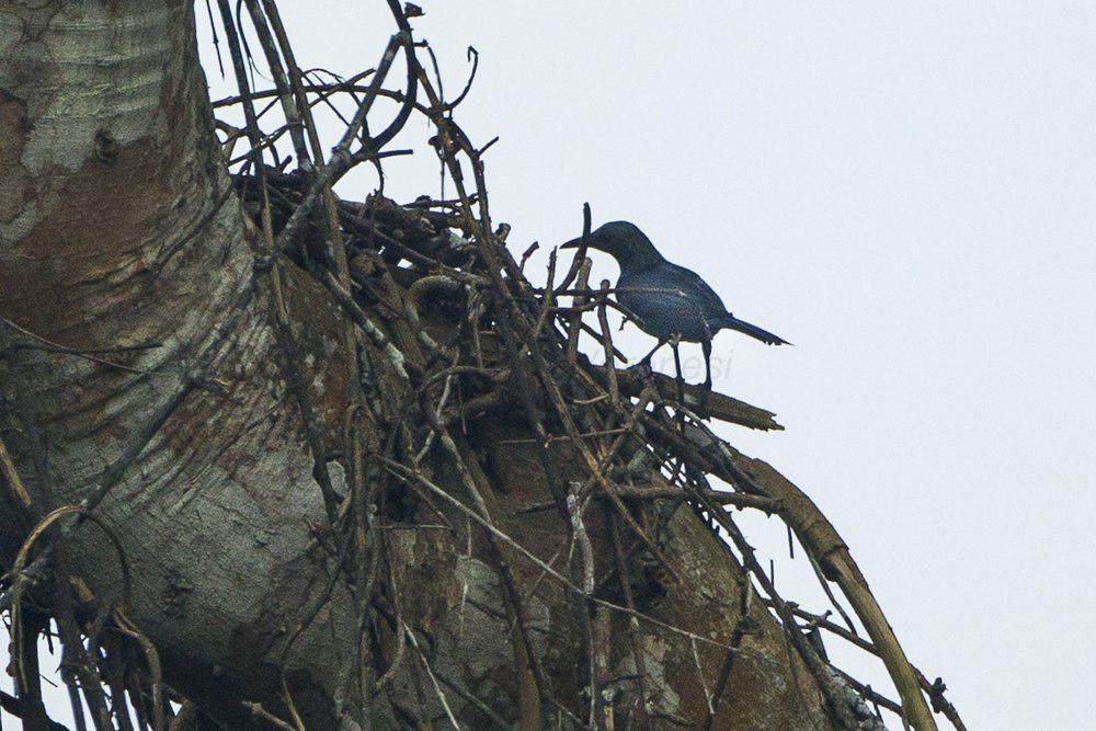 栗翅椋鸟 / Chestnut-winged Starling / Onychognathus fulgidus