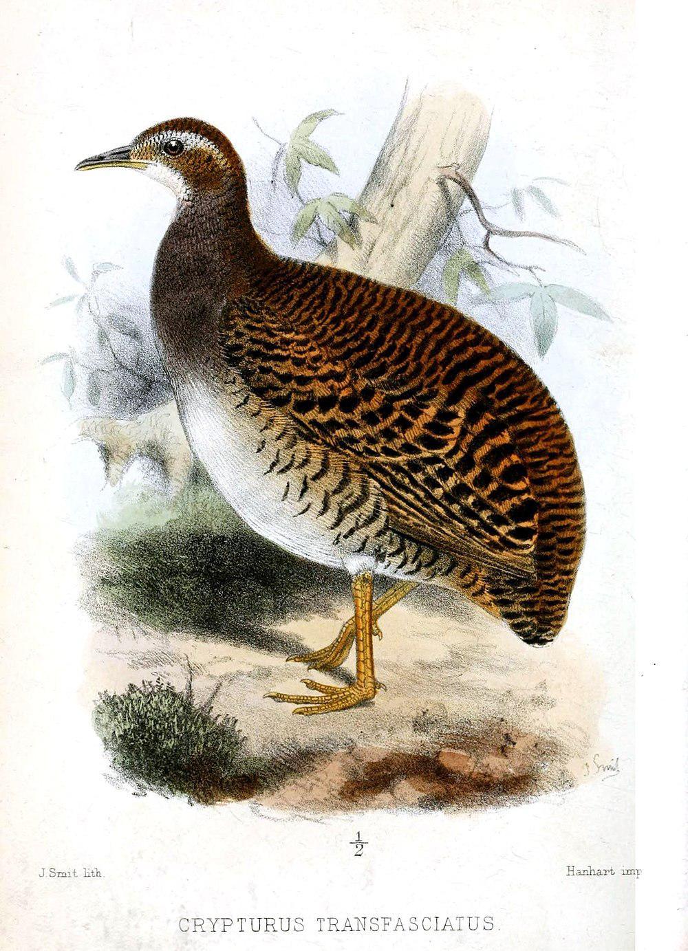 淡眉穴䳍 / Pale-browed Tinamou / Crypturellus transfasciatus