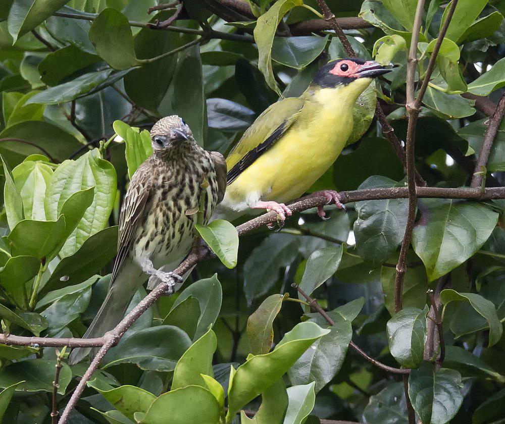 澳大利亚裸眼鹂 / Australasian Figbird / Sphecotheres vieilloti