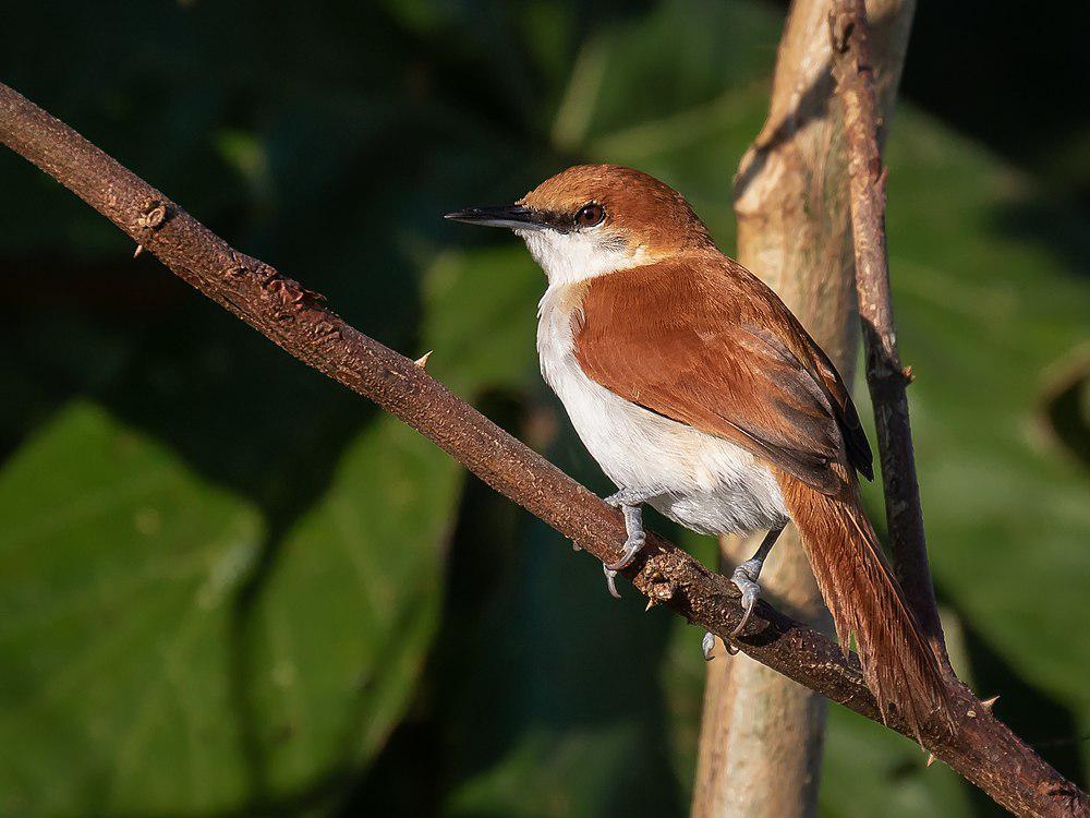 红白针尾雀 / Red-and-white Spinetail / Certhiaxis mustelinus