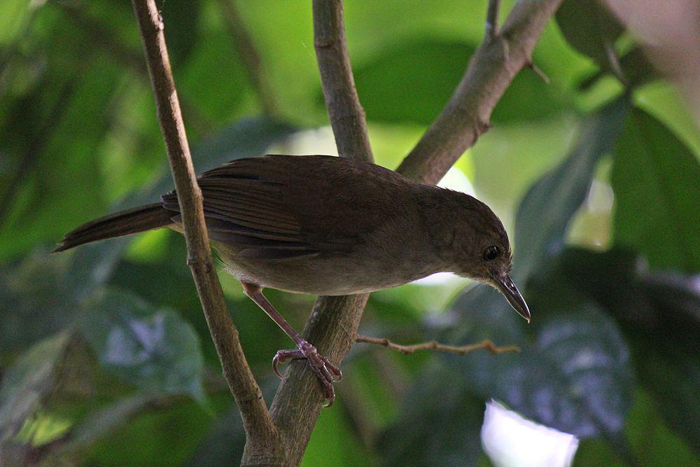 苏拉雅鹛 / Sulawesi Babbler / Pellorneum celebense