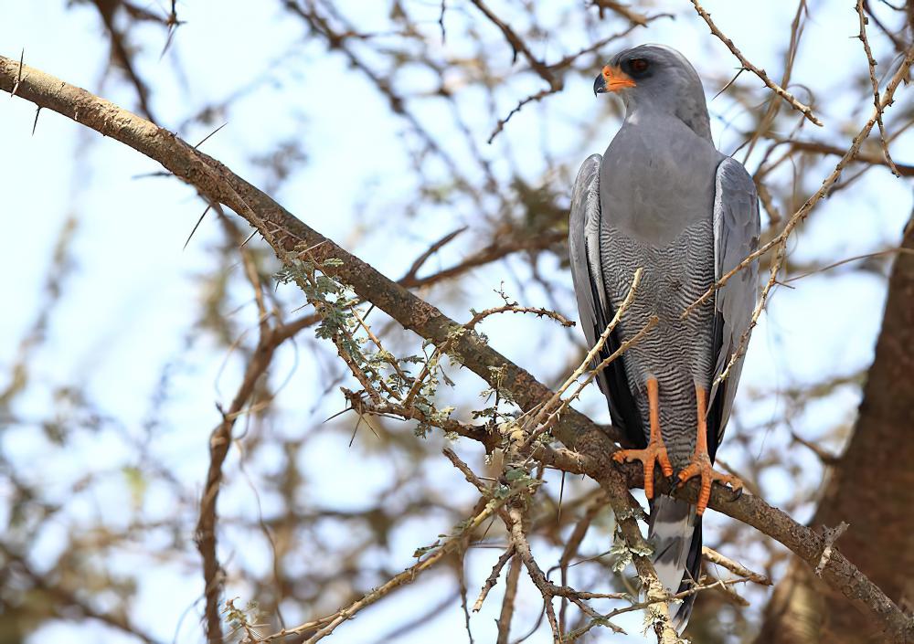 歌鹰 / Dark Chanting Goshawk / Melierax metabates