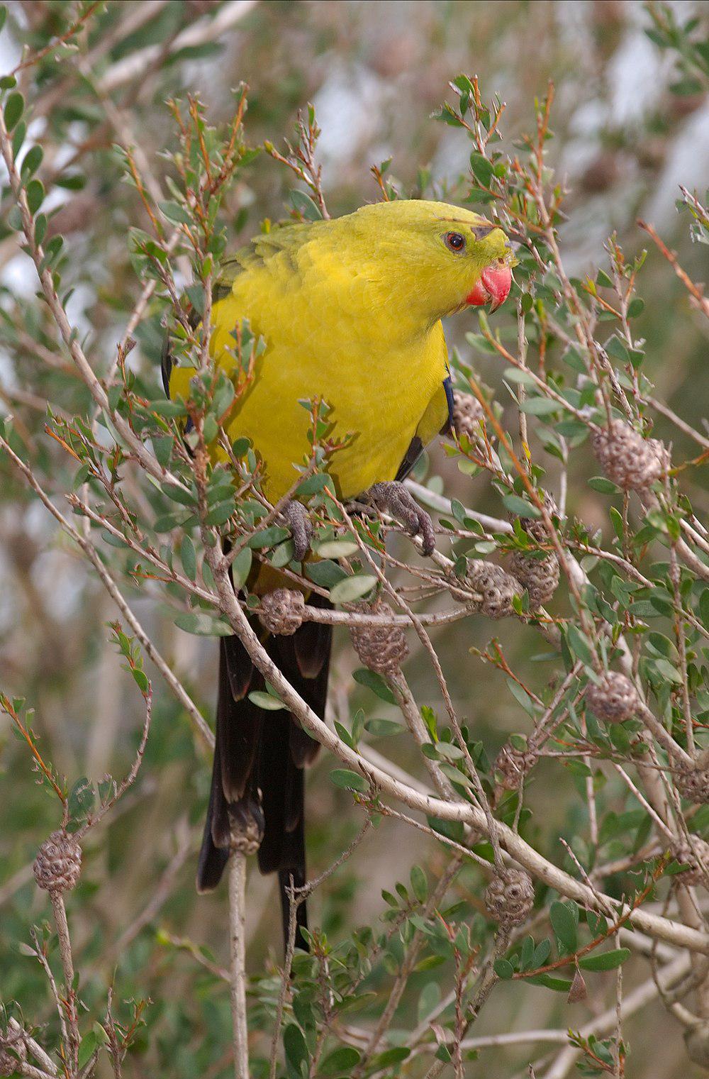 至尊鹦鹉 / Regent Parrot / Polytelis anthopeplus