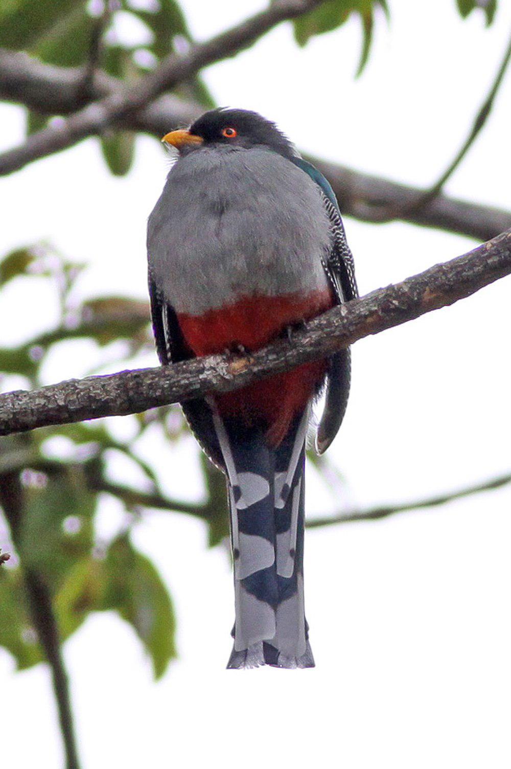 伊岛咬鹃 / Hispaniolan Trogon / Priotelus roseigaster