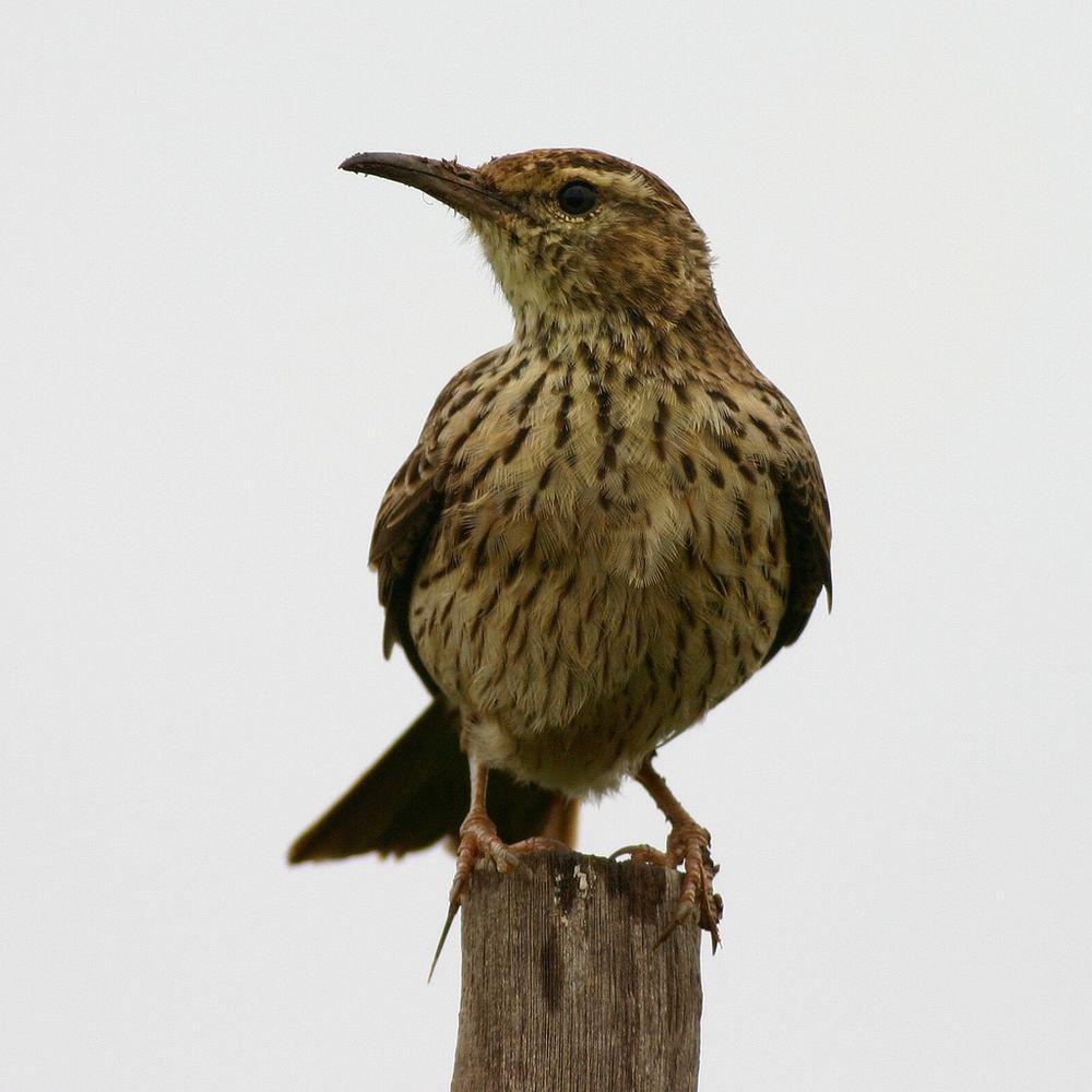 阿古歌百灵 / Agulhas Long-billed Lark / Certhilauda brevirostris