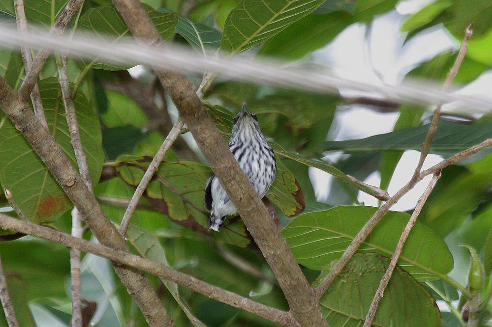 太平洋纵纹蚁鹩 / Pacific Antwren / Myrmotherula pacifica