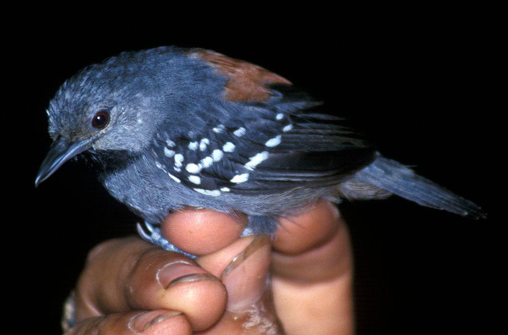 丽蚁鹩 / Ornate Stipplethroat / Epinecrophylla ornata