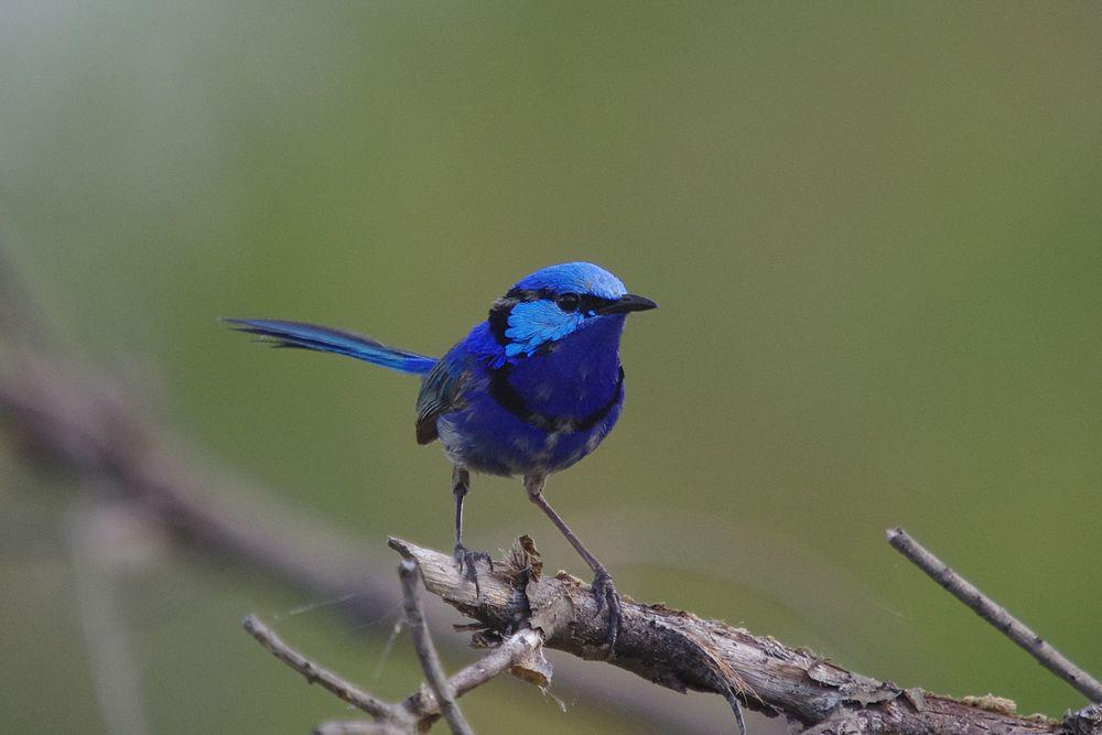 辉蓝细尾鹩莺 / Splendid Fairywren / Malurus splendens