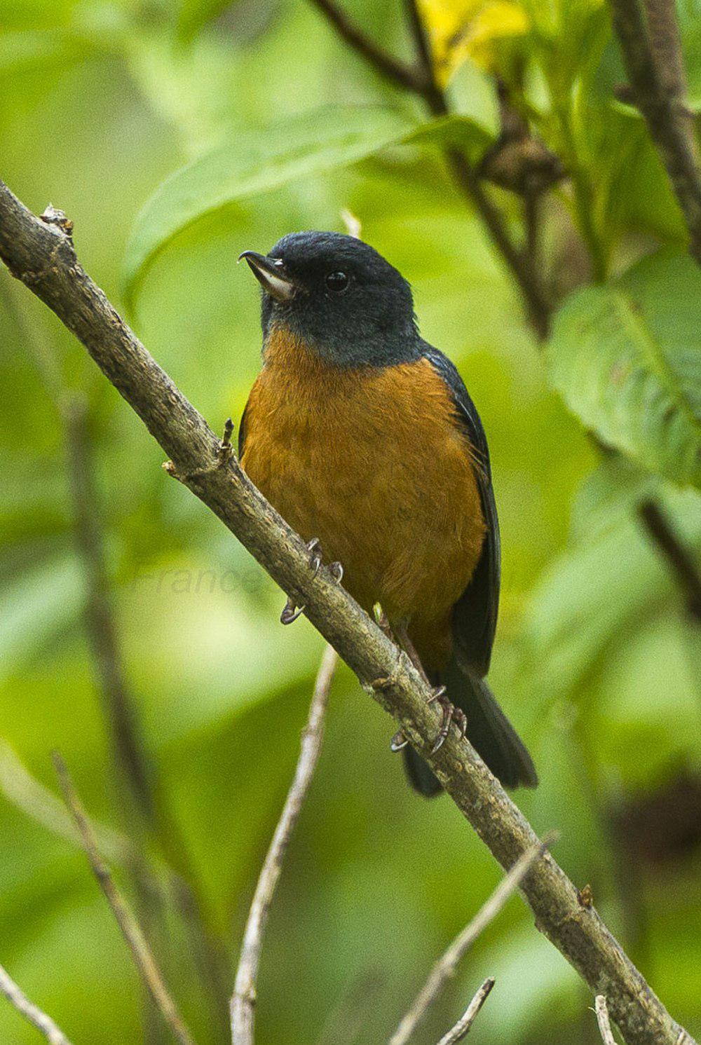 灰腹刺花鸟 / Cinnamon-bellied Flowerpiercer / Diglossa baritula