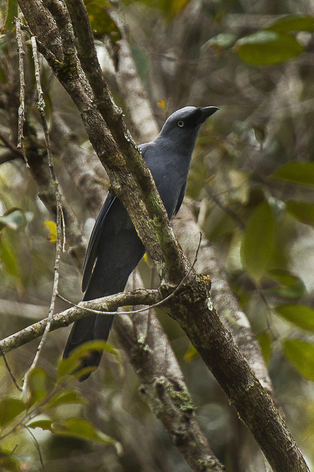 苏拉蓝鹃鵙 / Cerulean Cuckooshrike / Coracina temminckii