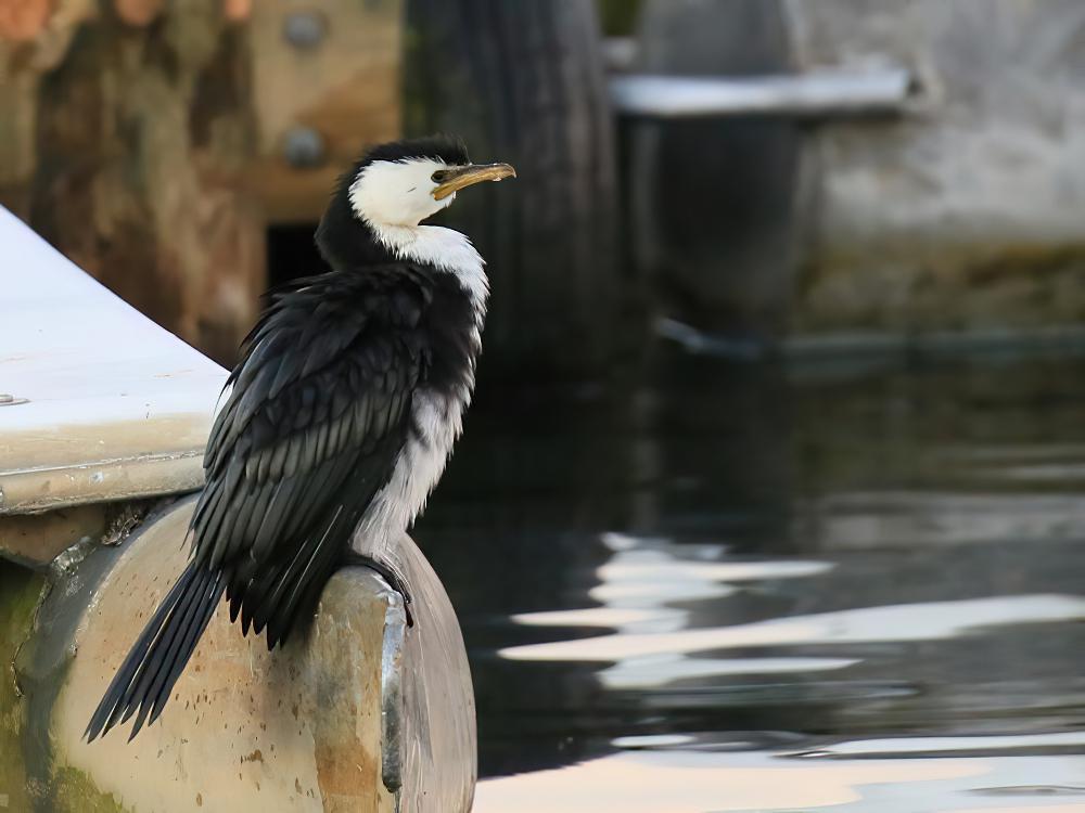 小斑鸬鹚 / Little Pied Cormorant / Microcarbo melanoleucos