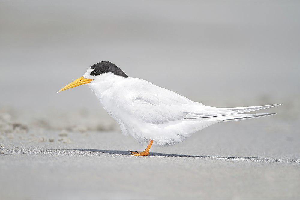 眼斑燕鸥 / Fairy Tern / Sternula nereis