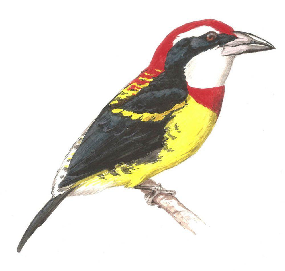 红领须䴕 / Scarlet-banded Barbet / Capito wallacei