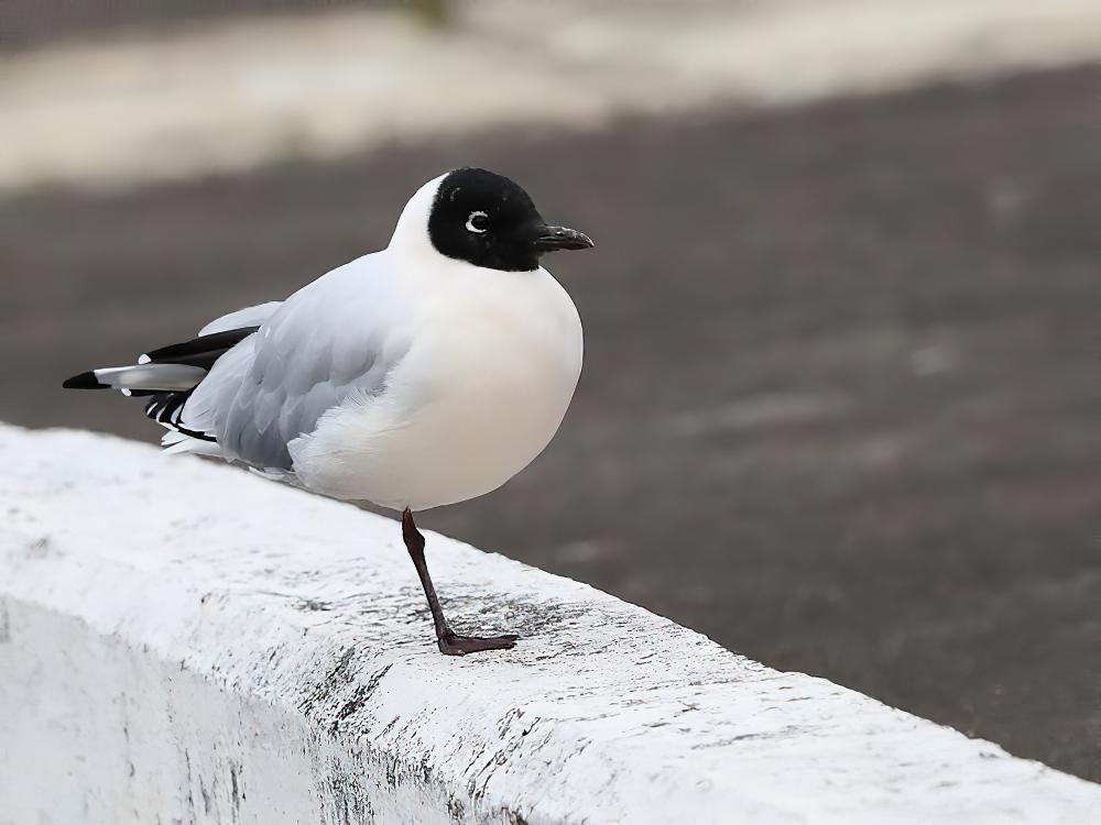 安第斯鸥 / Andean Gull / Chroicocephalus serranus