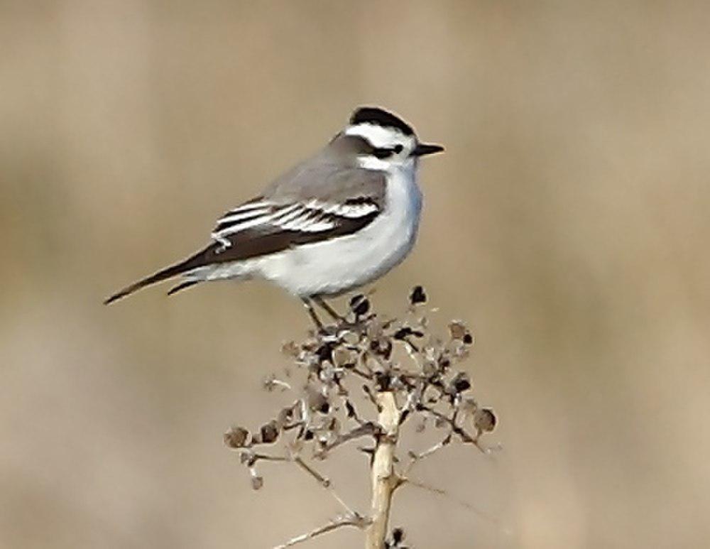 黑顶蒙霸鹟 / Black-crowned Monjita / Xolmis coronatus