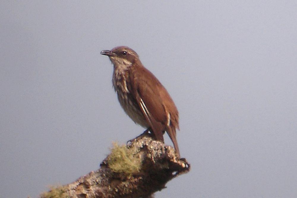 纹胸旋木雀 / Stripe-breasted Rhabdornis / Rhabdornis inornatus