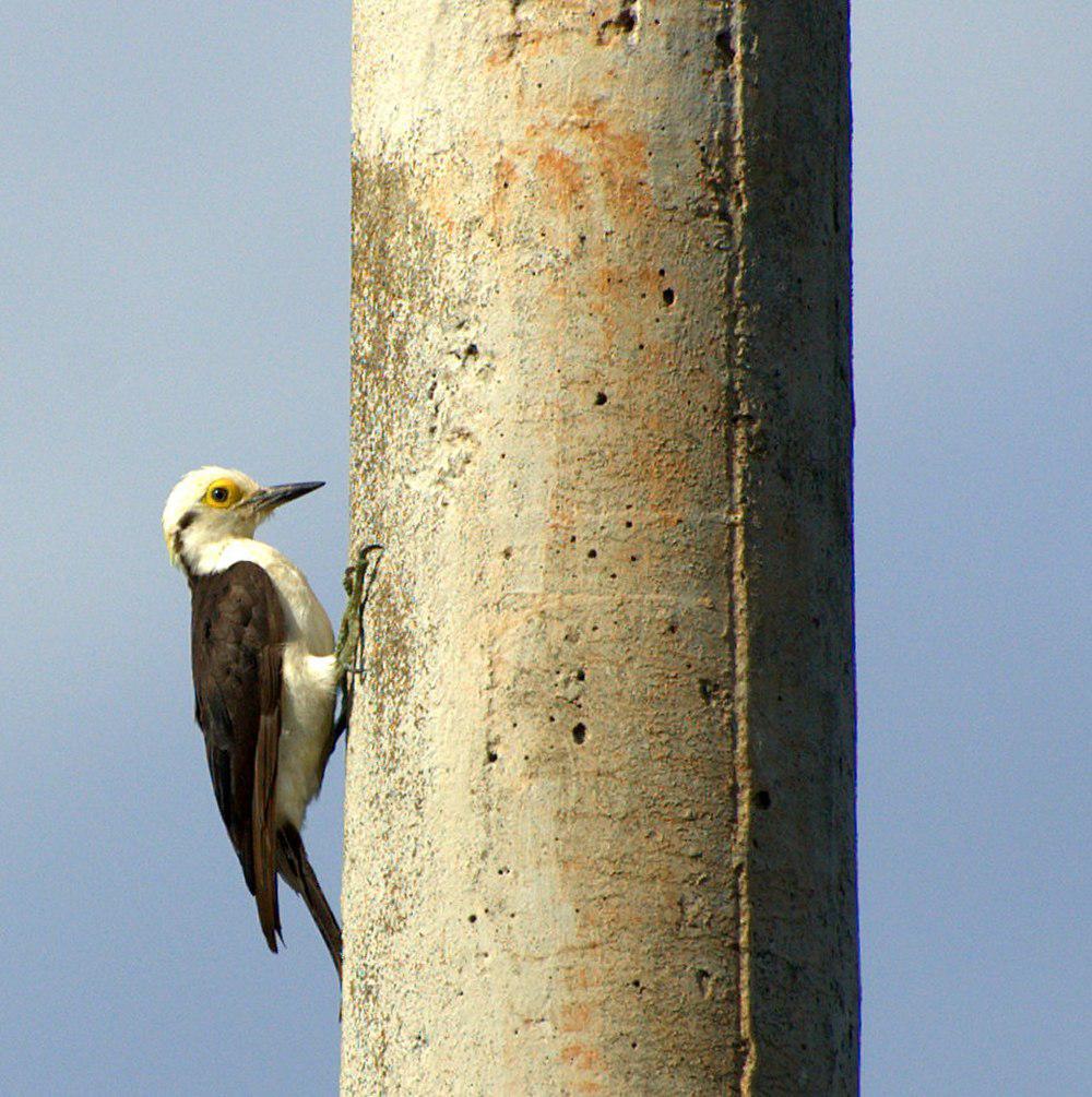 白啄木鸟 / White Woodpecker / Melanerpes candidus