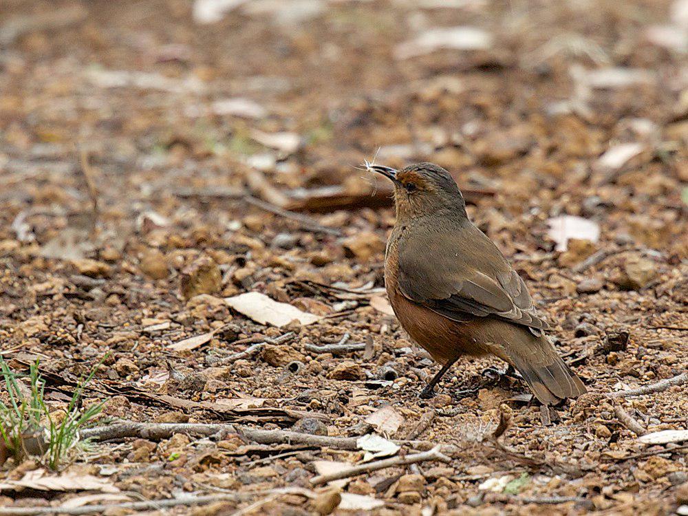 棕短嘴旋木雀 / Rufous Treecreeper / Climacteris rufus