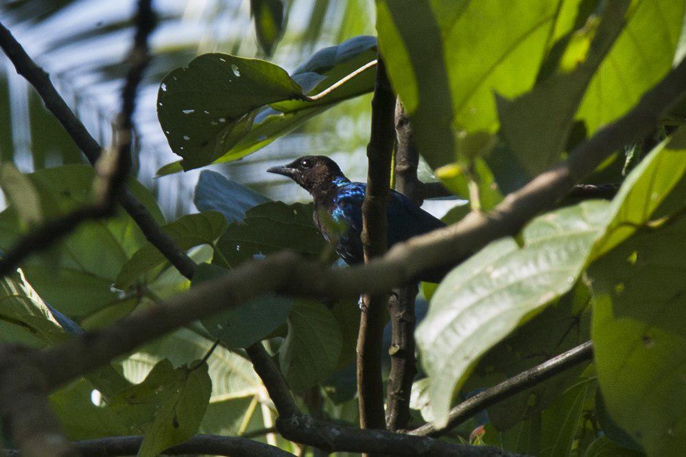 紫头辉椋鸟 / Purple-headed Starling / Hylopsar purpureiceps