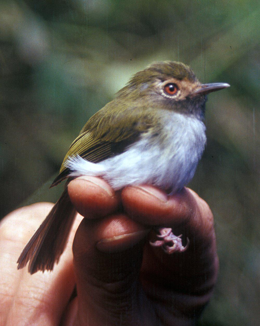 黑喉哑霸鹟 / Black-throated Tody-Tyrant / Hemitriccus granadensis