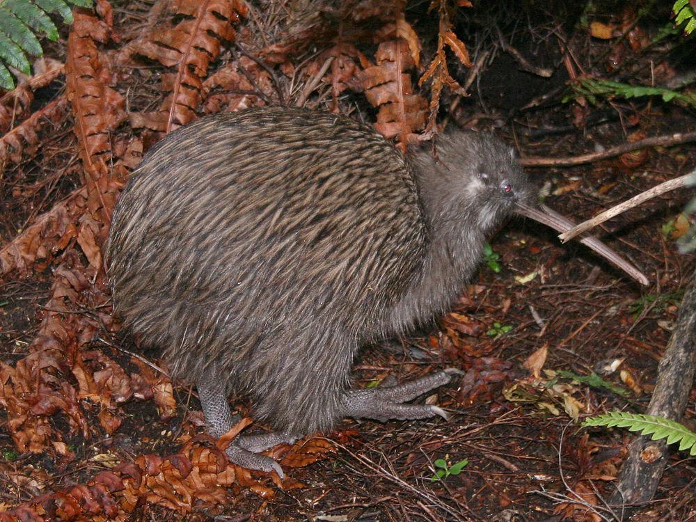 褐几维 / Southern Brown Kiwi / Apteryx australis