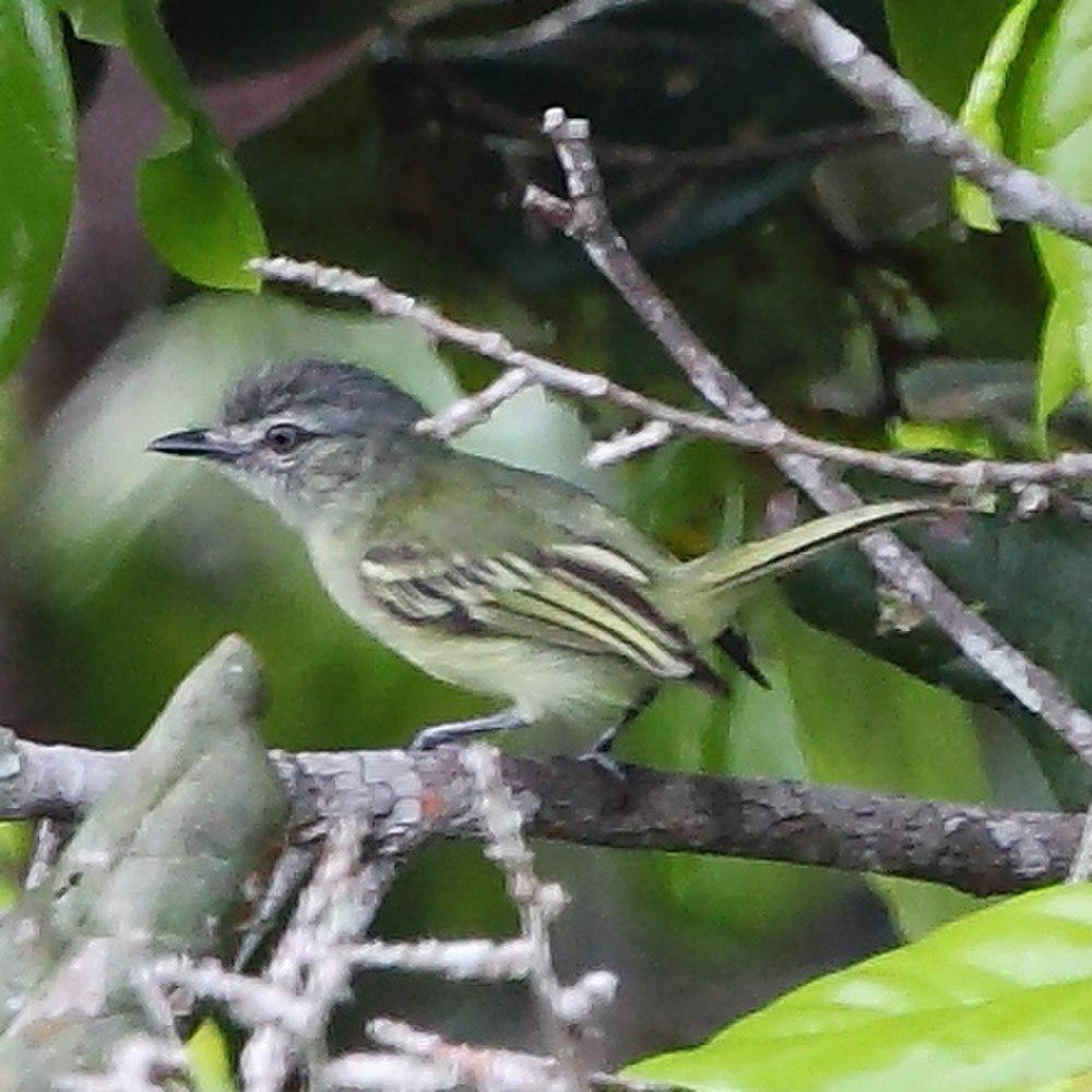 灰顶霸鹟 / Grey-crowned Flatbill / Tolmomyias poliocephalus