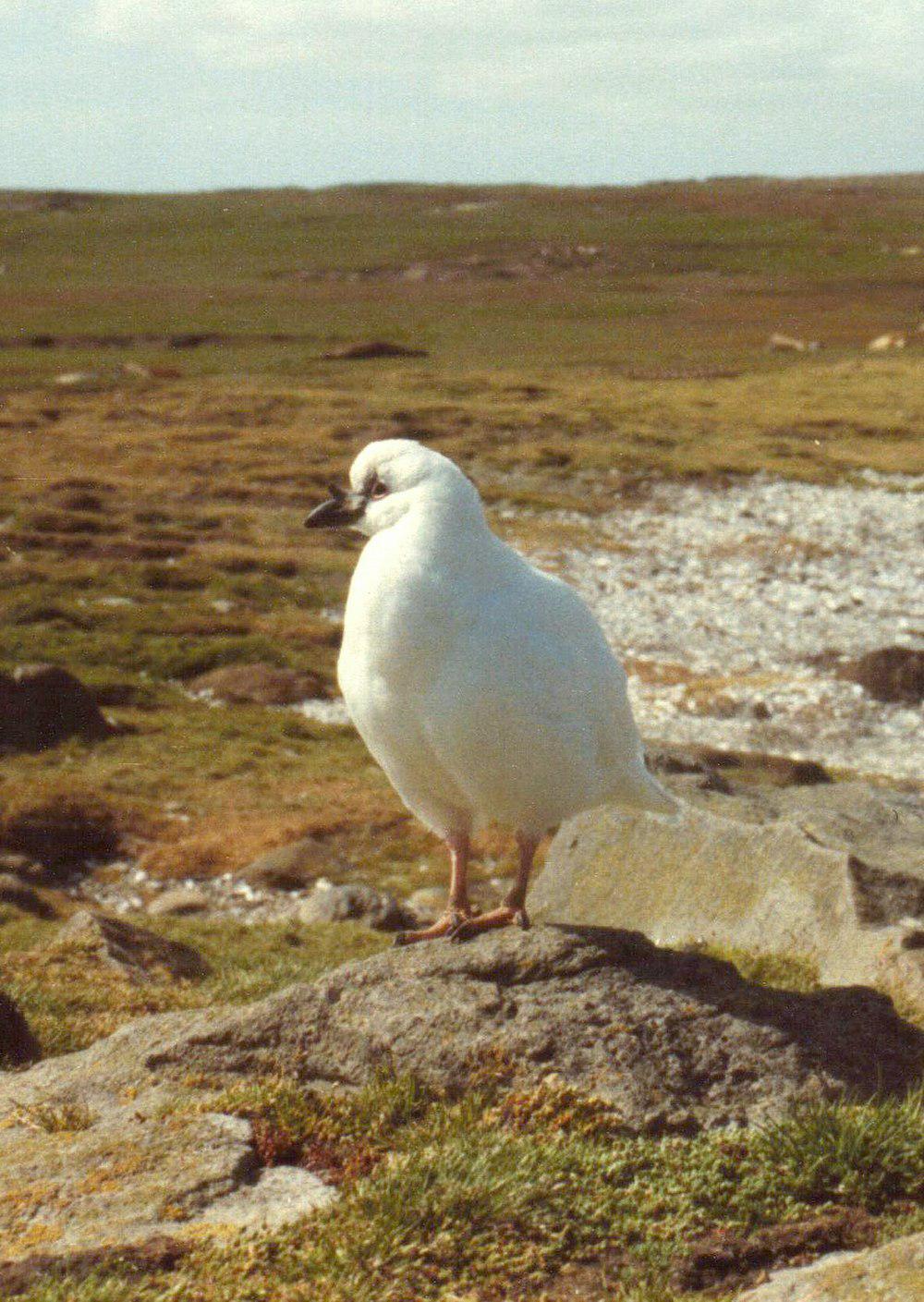 黑脸鞘嘴鸥 / Black-faced Sheathbill / Chionis minor