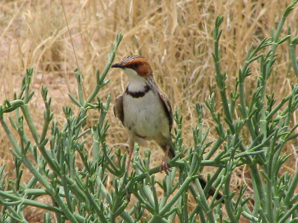 棕耳鹪莺 / Rufous-eared Warbler / Malcorus pectoralis