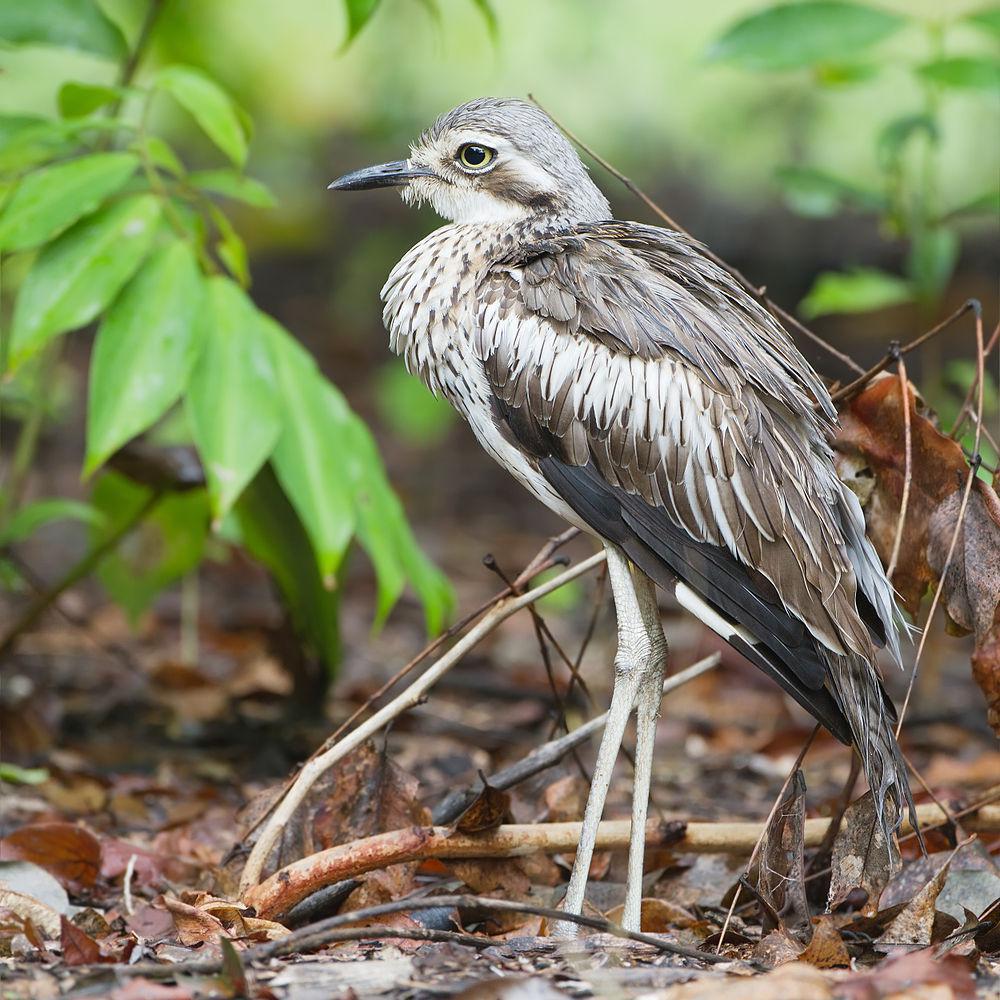 长尾石鸻 / Bush Stone-curlew / Burhinus grallarius