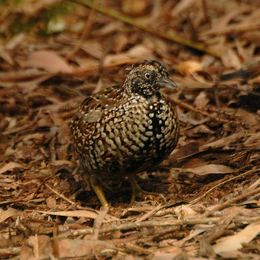 黑胸三趾鹑 / Black-breasted Buttonquail / Turnix melanogaster