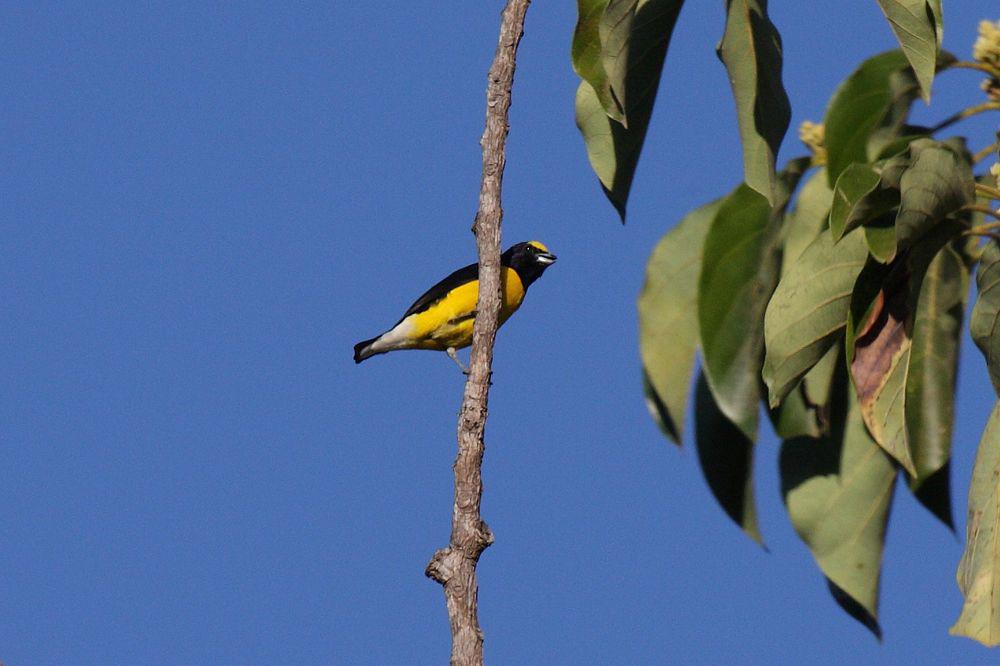 薮歌雀 / Scrub Euphonia / Euphonia affinis