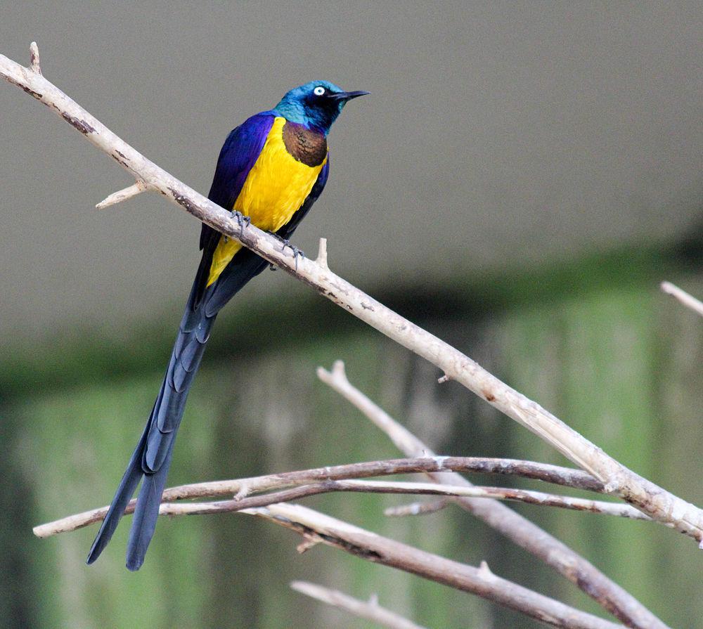 金胸丽椋鸟 / Golden-breasted Starling / Lamprotornis regius