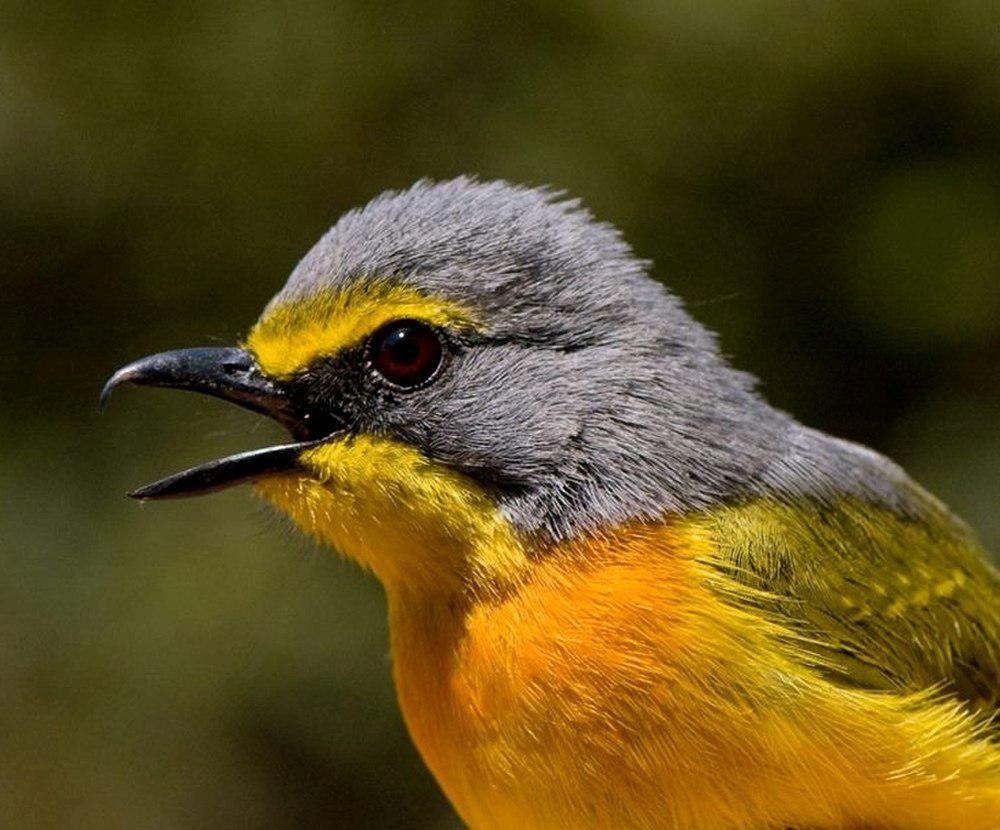 橙胸丛林伯劳 / Orange-breasted Bushshrike / Chlorophoneus sulfureopectus