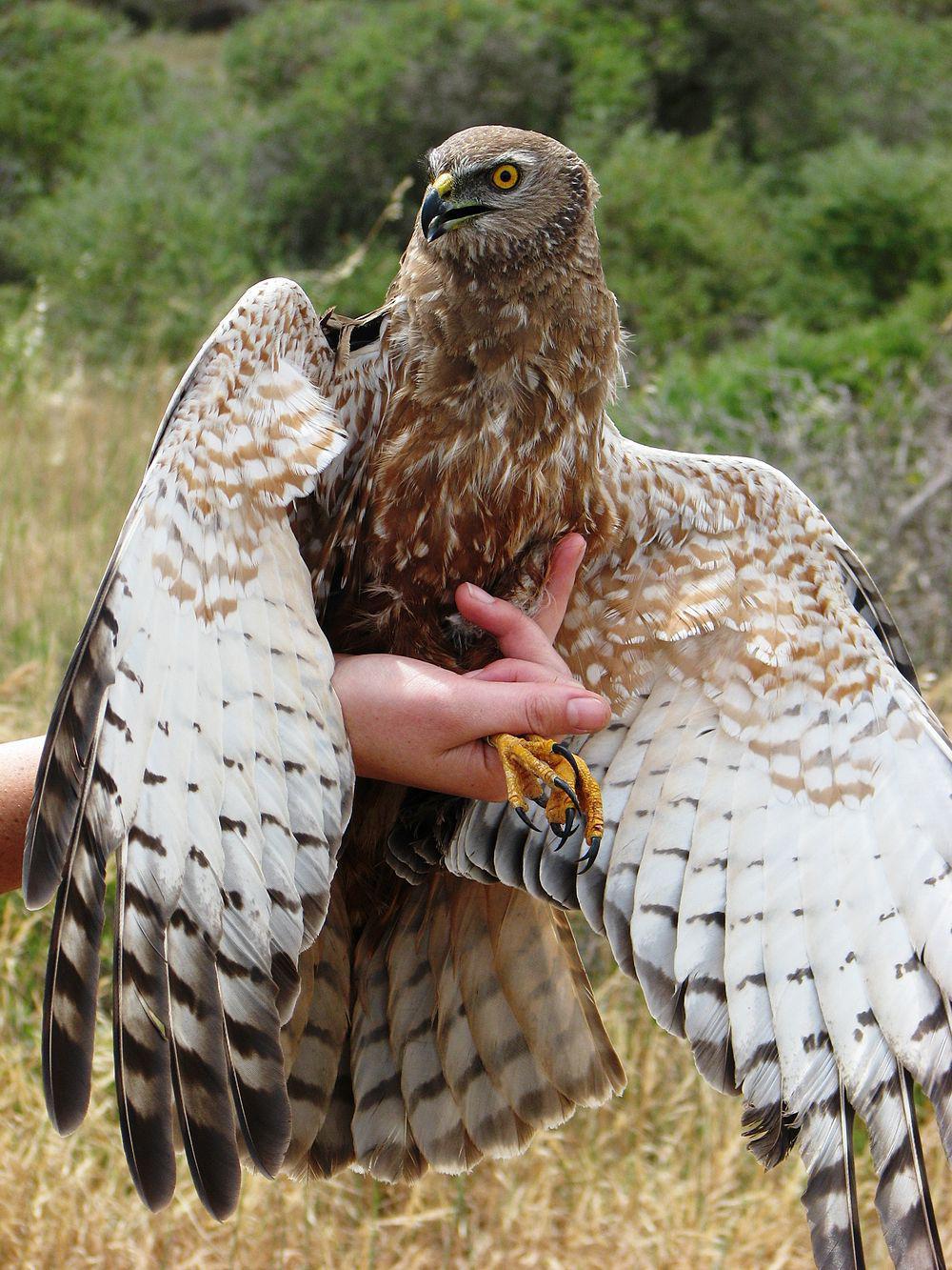 非洲泽鹞 / African Marsh Harrier / Circus ranivorus