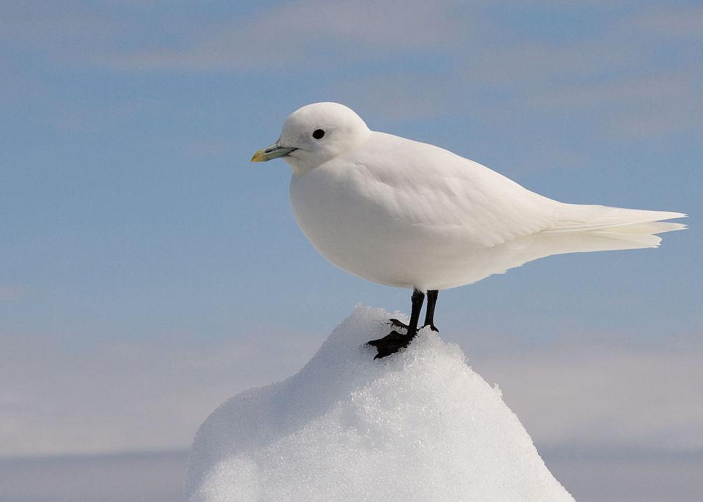 白鸥 / Ivory Gull / Pagophila eburnea