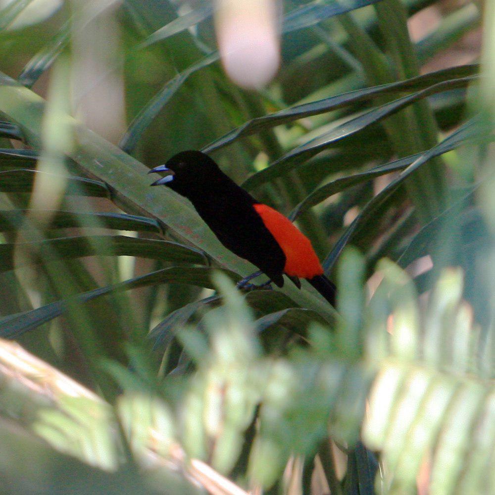 彻氏厚嘴唐纳雀 / Cherrie\'s Tanager / Ramphocelus costaricensis