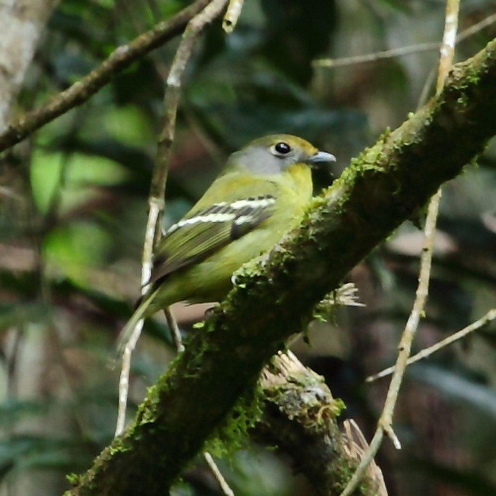 斑翅娇鹟 / Wing-barred Piprites / Piprites chloris