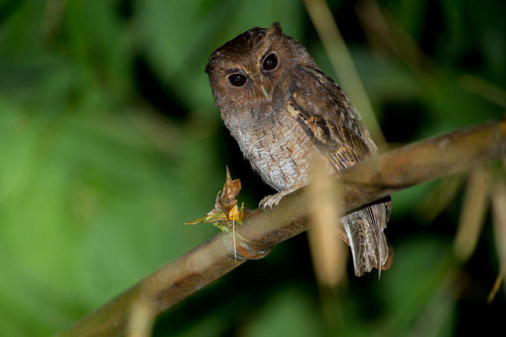 哥伦比亚角鸮 / Colombian Screech Owl / Megascops colombianus