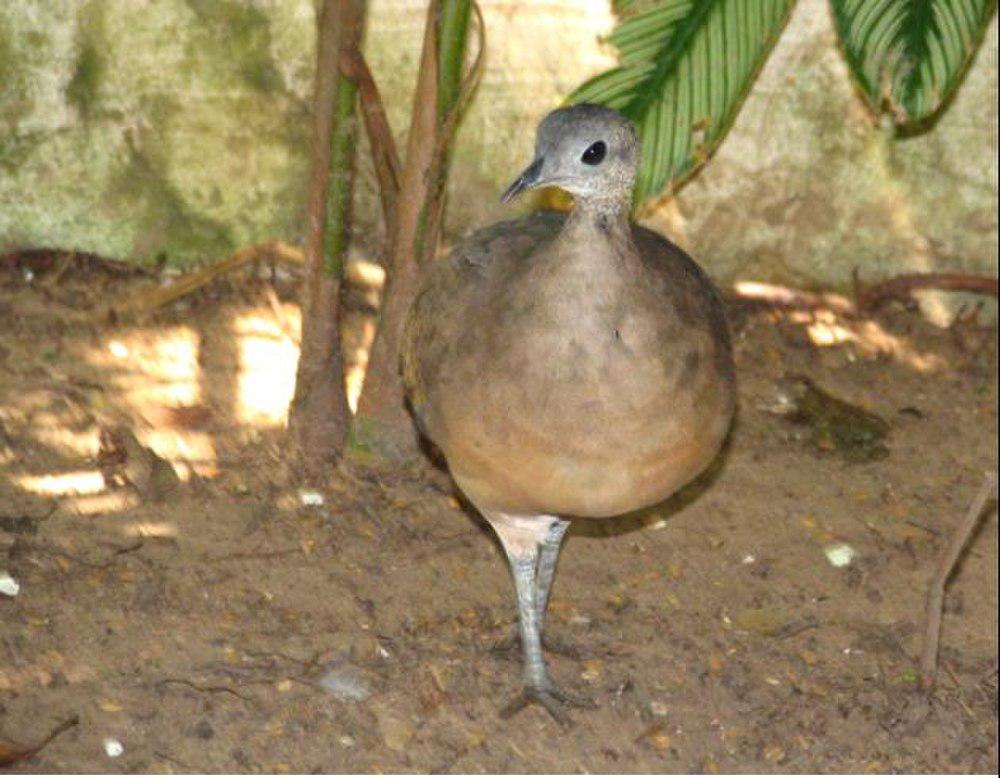 白喉䳍 / White-throated Tinamou / Tinamus guttatus