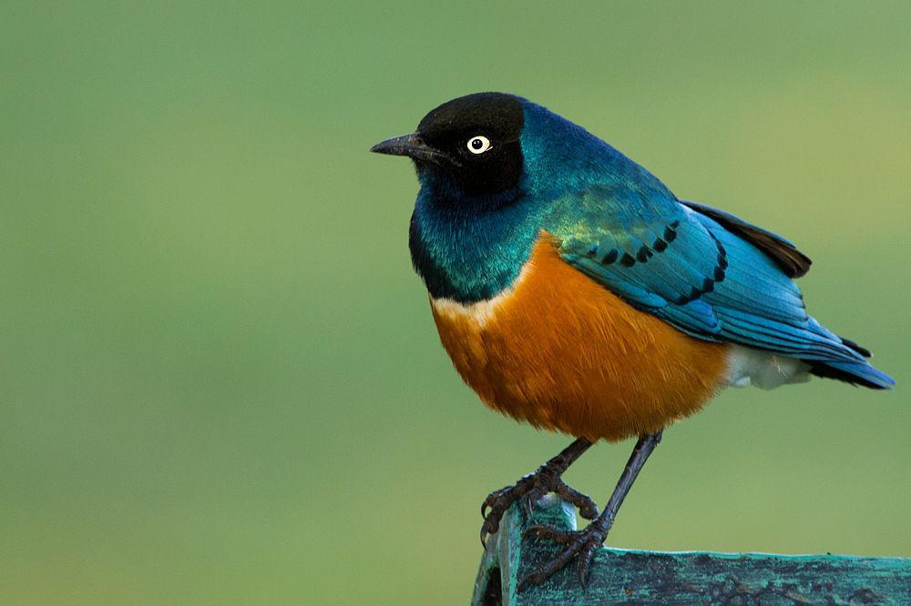 栗头丽椋鸟 / Superb Starling / Lamprotornis superbus