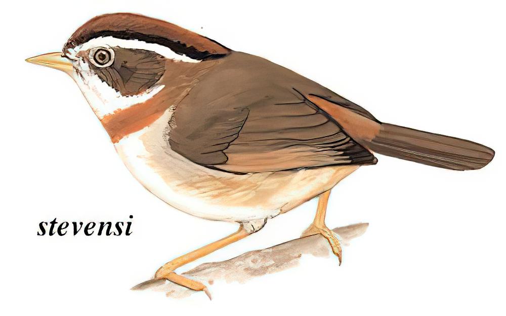 棕喉雀鹛 / Rufous-throated Fulvetta / Schoeniparus rufogularis