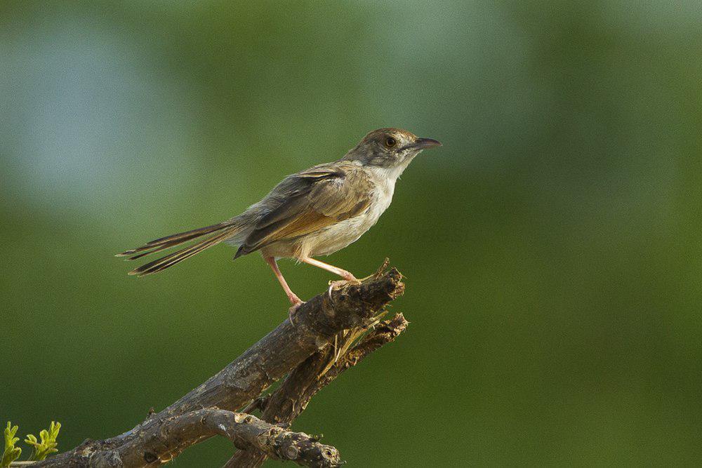 颤鸣扇尾莺 / Churring Cisticola / Cisticola njombe